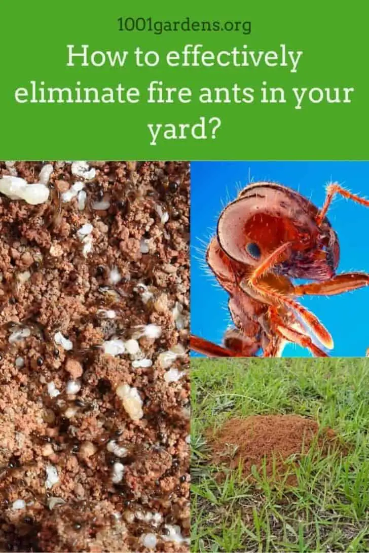 How to effectively eliminate fire ants in your yard? 205 - Flowers & Plants